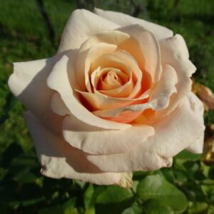 Rabattros 'Apricot Nectar'