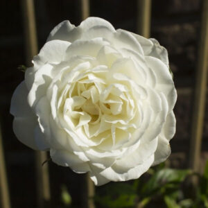 Storblommig ros 'Artemia'