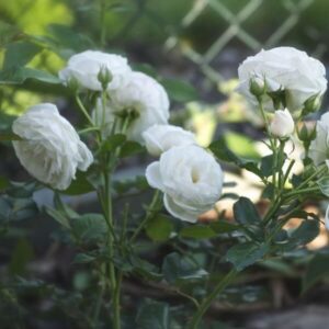 Storblommig ros 'Artemia'