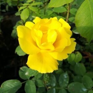 Storblommig ros 'Arthur Bell'