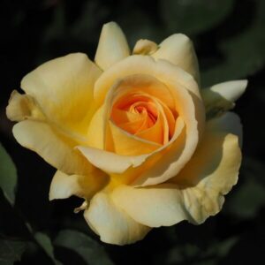 Storblommig ros 'Arthur Bell'