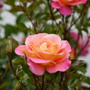 Storblommig ros 'Bicolette'