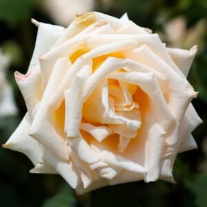 Storblommig ros 'Casanova'