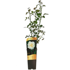 Storblommig ros 'Chopin'