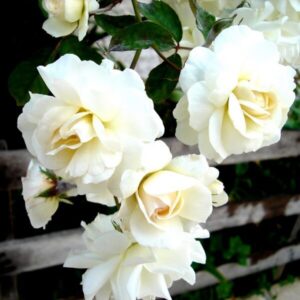 Klätterros 'Climbing Iceberg'