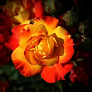 Klätterros 'Climbing Rumba'