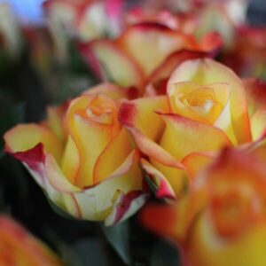 Klätterros 'Climbing Rumba'