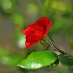 Storblommig ros 'Cygne Noir'