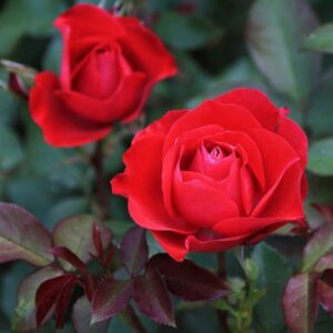 Storblommig ros 'Cygne Noir'