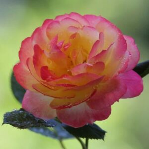 Storblommig ros 'Desse'