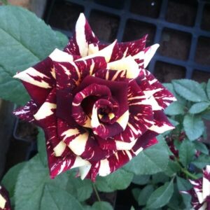 Storblommig ros 'Ewenement'