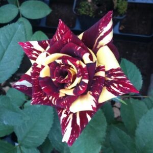 Storblommig ros 'Ewenement'