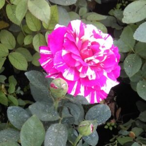 Klätterros 'Ferdinand Pichard'