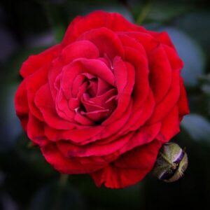 Storblommig ros 'Fulgurante'