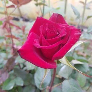 Storblommig ros 'Fulgurante'