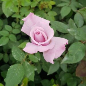 Klätterros 'Indigoletta'