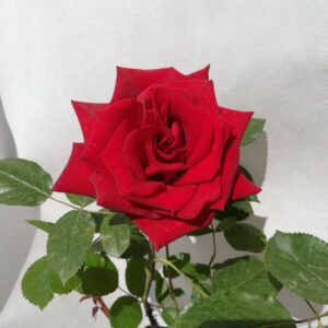 Storblommig ros 'Irena'