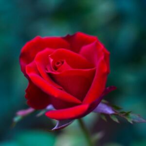 Storblommig ros 'Irena'