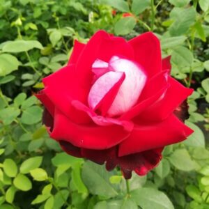 Storblommig ros 'Kronenburg'