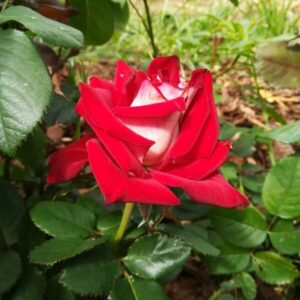 Storblommig ros 'Kronenburg'