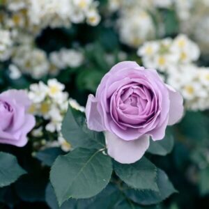 Storblommig ros 'Lila Wunder'