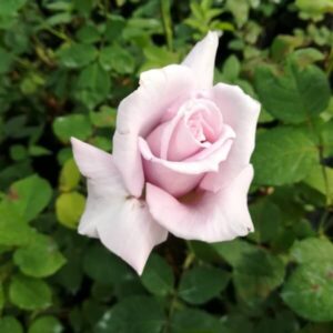 Storblommig ros 'Lila Wunder'