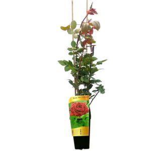 Storblommig ros 'Mr. Lincoln'