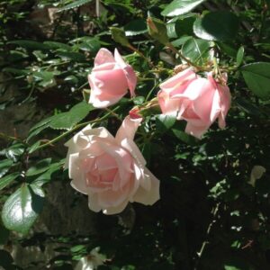 Klätterros 'New Dawn'