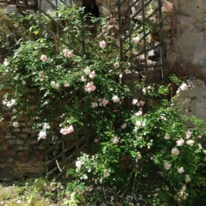 Klätterros 'New Dawn'