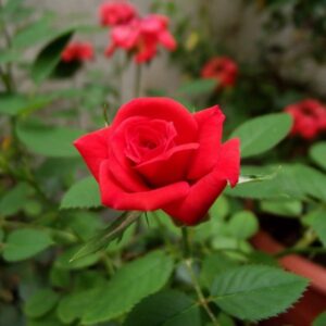 Rabattros 'Nina Weibull'