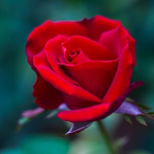 Rabattros 'Nina Weibull'