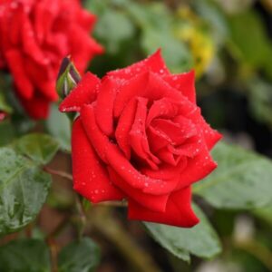 Klätterros 'Paul's Scarlet Climber'