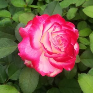 Storblommig ros 'Princess Mia'