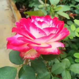 Storblommig ros 'Princess Mia'