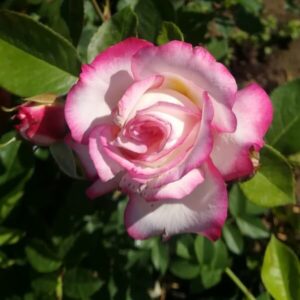 Storblommig ros 'Princess Mia'