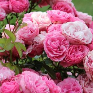 Storblommig ros 'Santos'