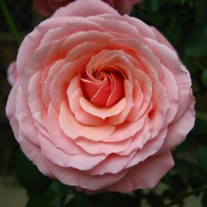 Storblommig ros 'Santos'