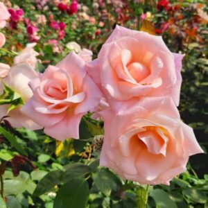 Klätterros 'Sweet Velvet'