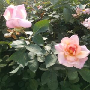 Klätterros 'Sweet Velvet'