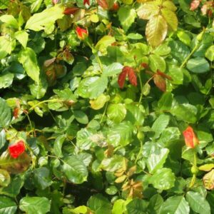 Alternative view of Modern buskros 'Westerland'