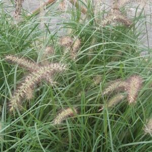 Lampborstgräs ‘Lady U’