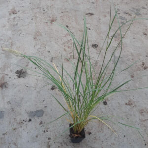 Lampborstgräs ‘Lady U’