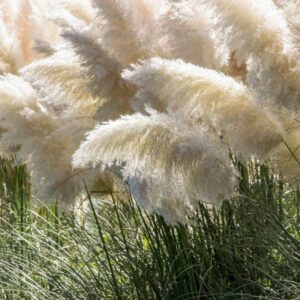 Pampasgräs 'White Feather'