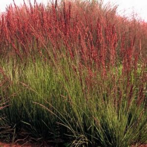 Blåtåtel 'Moorhexe'