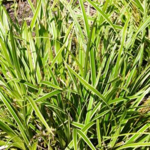 Japansk starr 'Ice Dance'