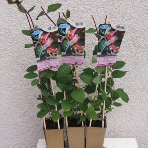 Alternative view of Vildkaprifol 'Belgica'