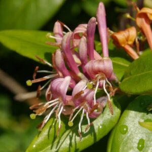 Alternative view of Blomsterkaprifol