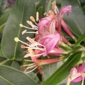 Alternative view of Vintertry 'Lonicera henryi'