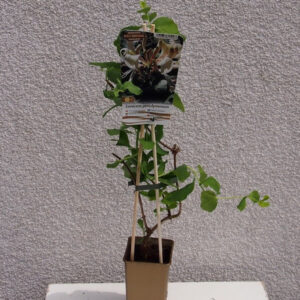 Alternative view of Vildkaprifol 'Lonicera periclymenum'