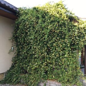 Alternative view of Vintertry 'Lonicera acuminata'